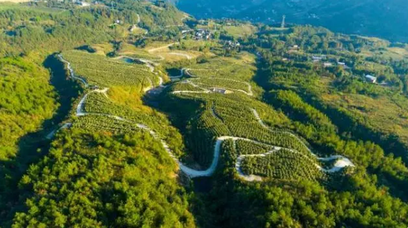 关于奉节县五马镇:春茶采摘正当时 “茶旅融合”促振兴的最新消息(4)