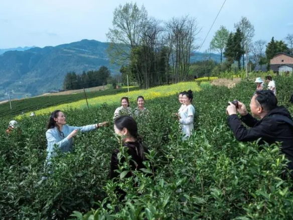 关于奉节县五马镇:春茶采摘正当时 “茶旅融合”促振兴的最新消息(2)