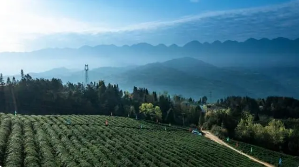 关于奉节县五马镇:春茶采摘正当时 “茶旅融合”促振兴的最新消息(3)