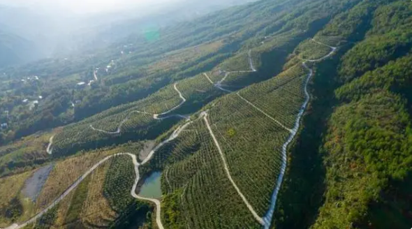 关于奉节县五马镇:春茶采摘正当时 “茶旅融合”促振兴的最新消息(5)