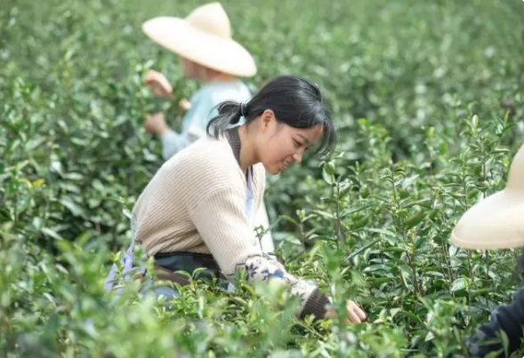 关于奉节县五马镇:春茶采摘正当时 “茶旅融合”促振兴的最新消息