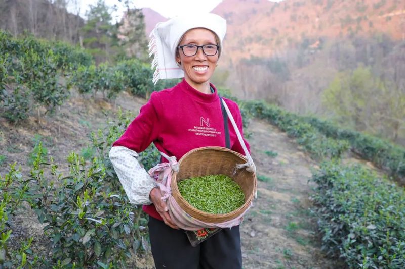 有关于平浪镇都匀毛尖首批春茶，开采！的消息(2)