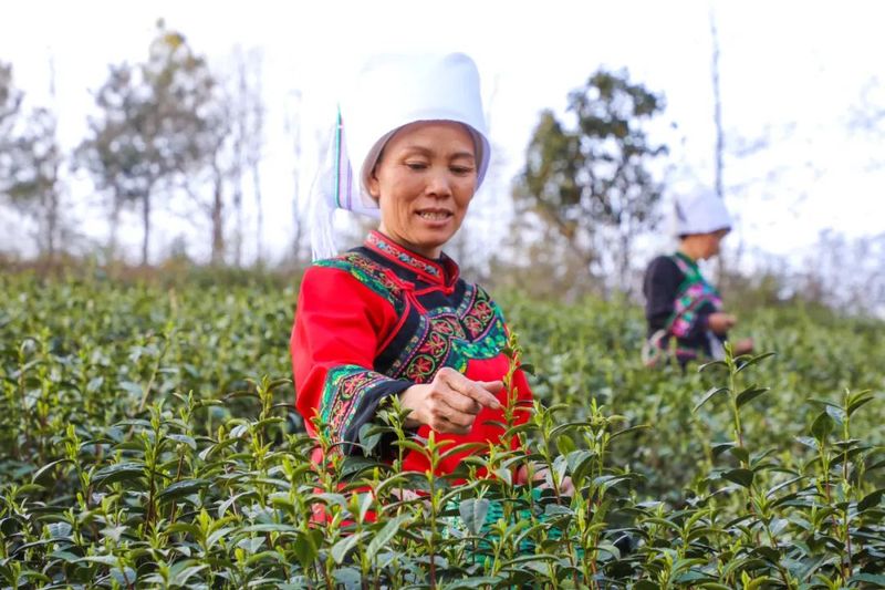 有关于平浪镇都匀毛尖首批春茶，开采！的消息(1)