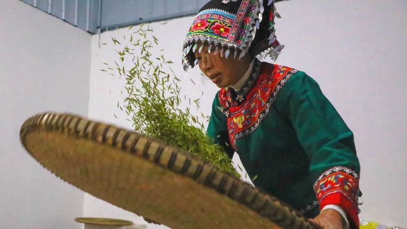 有关于平浪镇都匀毛尖首批春茶，开采！的消息(4)