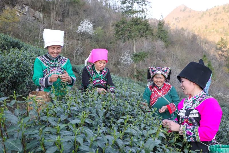 有关于平浪镇都匀毛尖首批春茶，开采！的消息