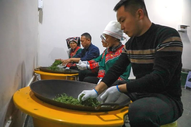 有关于平浪镇都匀毛尖首批春茶，开采！的消息(5)