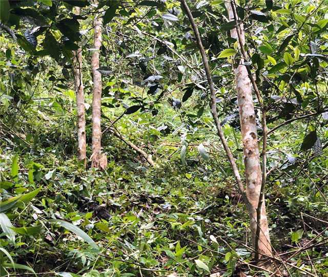 有关于2024年易武茶区春茶毛料参考价格的消息(1)