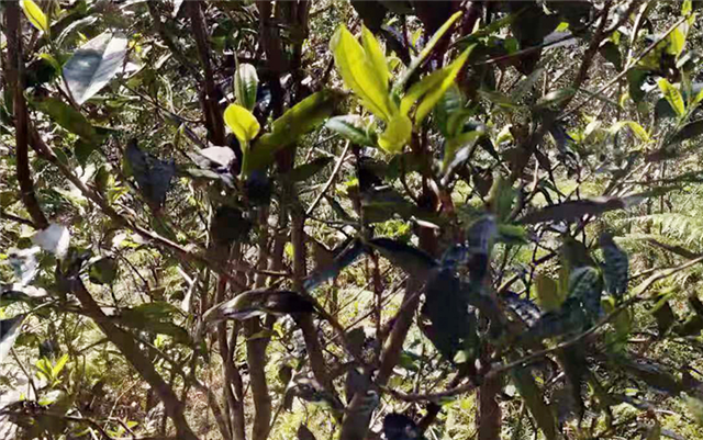 有关于2024年易武茶区春茶毛料参考价格的消息