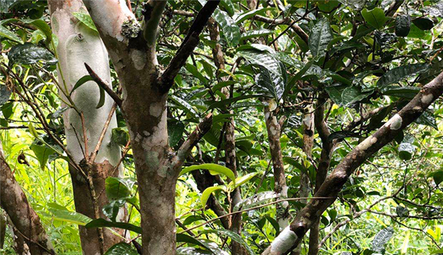 有关于2024年易武茶区春茶毛料参考价格的消息(2)