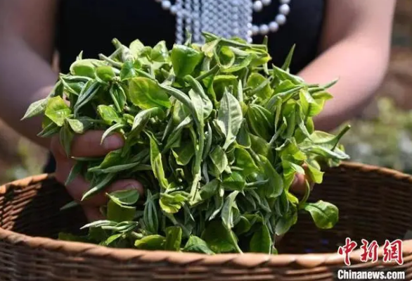 关于云南澜沧迎春茶采收季 产业转型升级促茶农增收的消息(1)