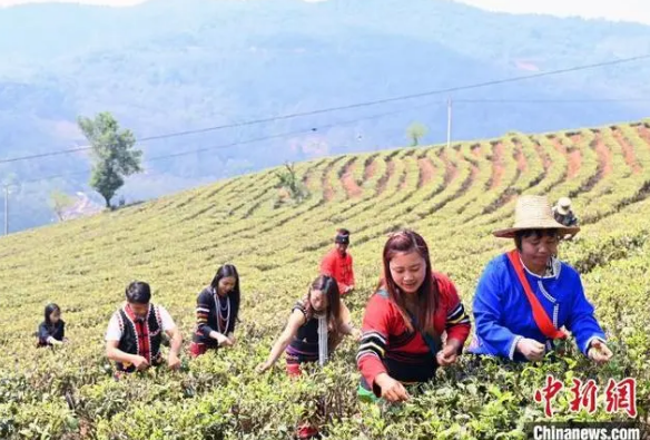 关于云南澜沧迎春茶采收季 产业转型升级促茶农增收的消息