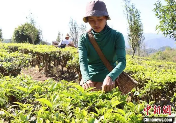 关于云南澜沧迎春茶采收季 产业转型升级促茶农增收的消息(2)