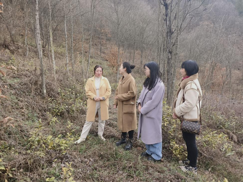 关于略阳县农业农村局派专业人员到杨家坝村现场指导茶园提升改造项目建设的新闻(1)