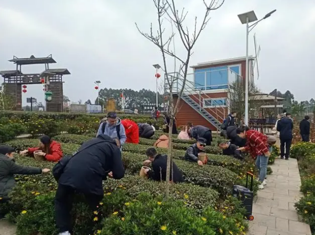 有关于荣县来牟镇：春色正宜茶园香 农户采茶忙的内容(1)