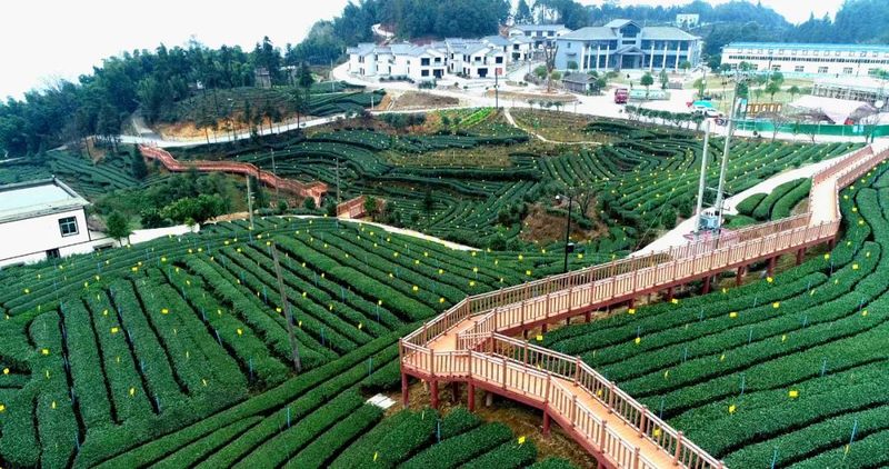 有关于宜宾早茶产销会 探访高县茶企的相关信息(4)