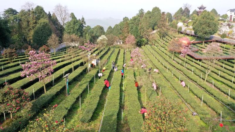有关于宜宾早茶产销会 探访高县茶企的相关信息