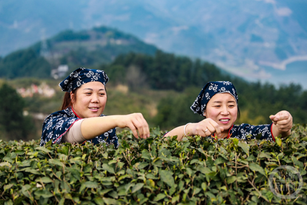 有关于云阳：1.5万亩春茶进入采摘期的资讯(4)