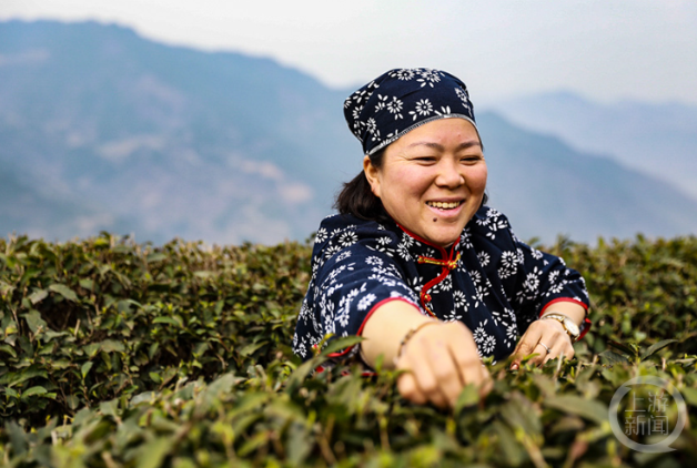 有关于云阳：1.5万亩春茶进入采摘期的资讯(2)