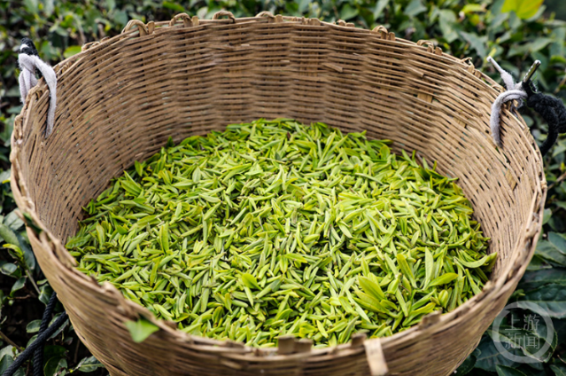 有关于云阳：1.5万亩春茶进入采摘期的资讯(3)
