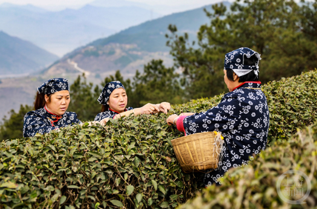 有关于云阳：1.5万亩春茶进入采摘期的资讯(1)