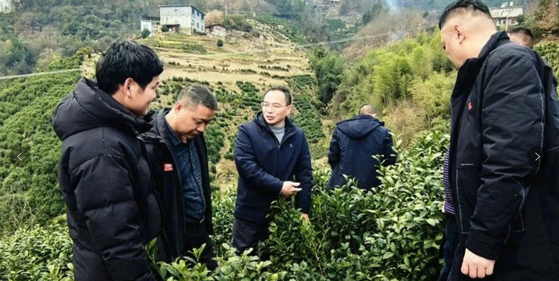 关于安康紫阳：专家送技下乡助力茶产业发展的新闻(1)