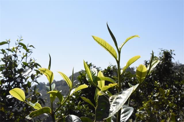 关于云南普洱春茶价格表2024的新闻