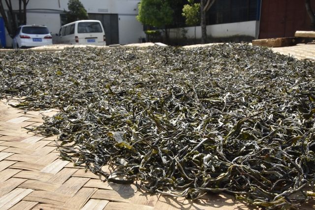 关于云南普洱春茶价格表2024的新闻(3)