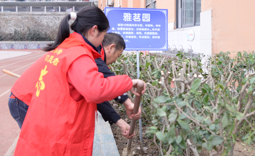 有关于十堰：茶树进校园 劳动促成长  ——火车站小学开展“植树节”种茶树实践活动的最新消息(1)