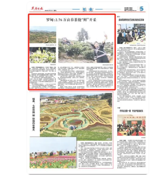 关于罗甸：2.76万亩春茶抢“鲜”开采的最新消息