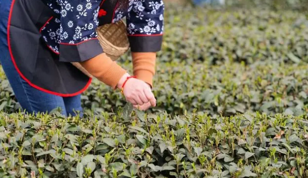 有关于雨城:不负三月好时光 春茶采摘分外忙的信息(2)