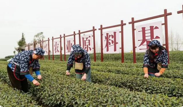有关于雨城:不负三月好时光 春茶采摘分外忙的信息