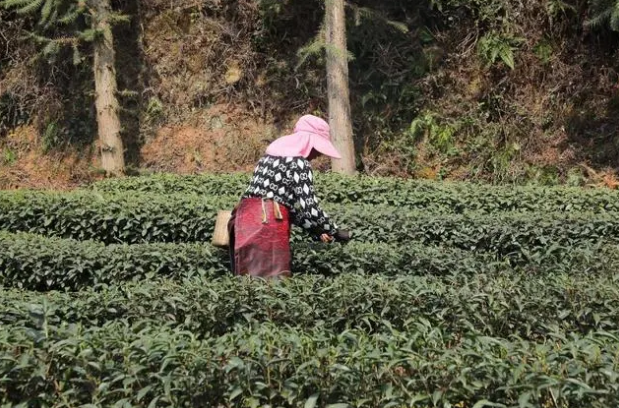 有关于雨城:不负三月好时光 春茶采摘分外忙的信息(5)