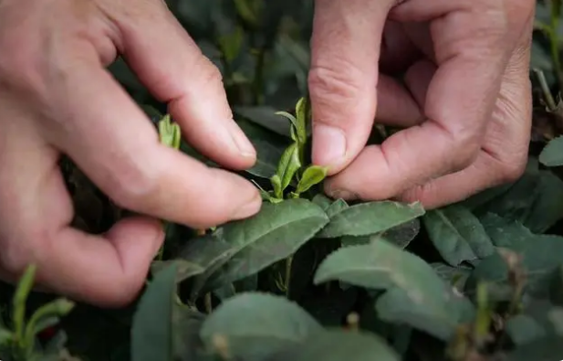 有关于雨城:不负三月好时光 春茶采摘分外忙的信息(1)