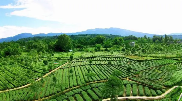 有关于雨城:不负三月好时光 春茶采摘分外忙的信息(6)