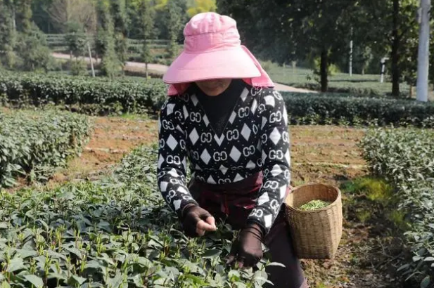 有关于雨城:不负三月好时光 春茶采摘分外忙的信息(4)