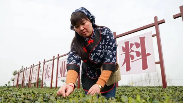 有关于雨城:不负三月好时光 春茶采摘分外忙的信息(3)
