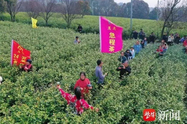 有关于宜兴春茶进入采摘期的新闻