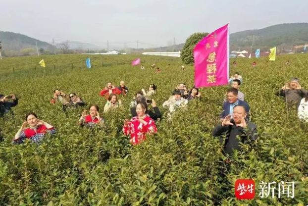 有关于宜兴春茶进入采摘期的新闻(2)
