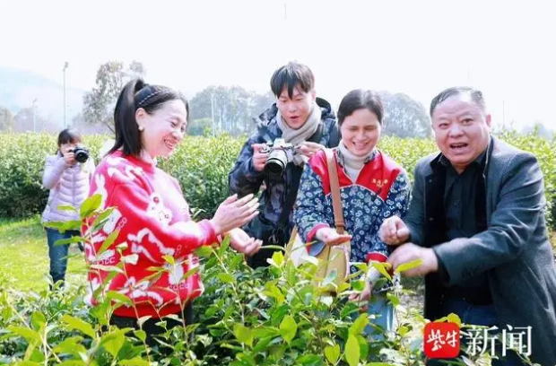 有关于宜兴春茶进入采摘期的新闻(1)