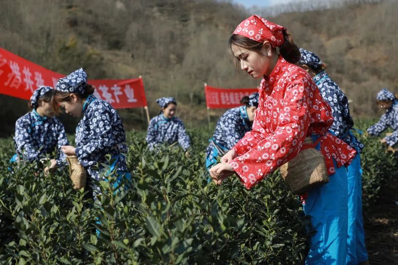 关于​文县举行2024年春茶开采仪式的消息(2)