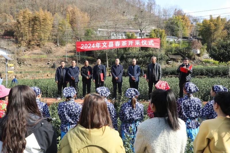 关于​文县举行2024年春茶开采仪式的消息