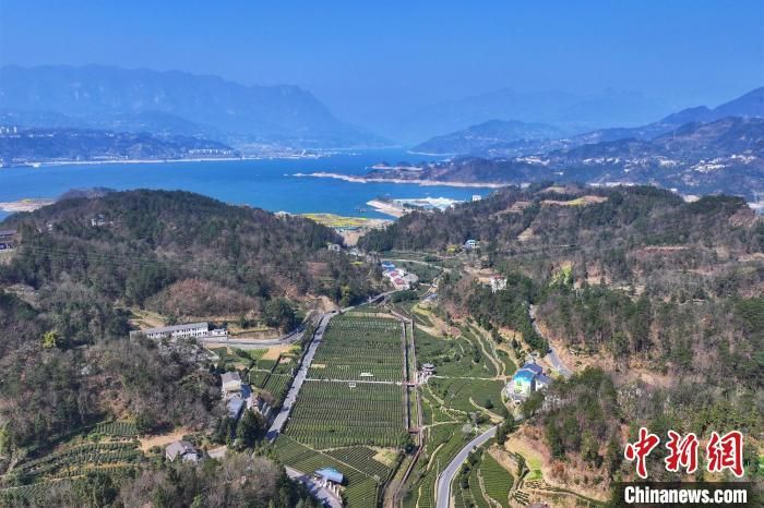 有关于三峡坝区早市茶开园 茶旅融合渐入佳境的消息