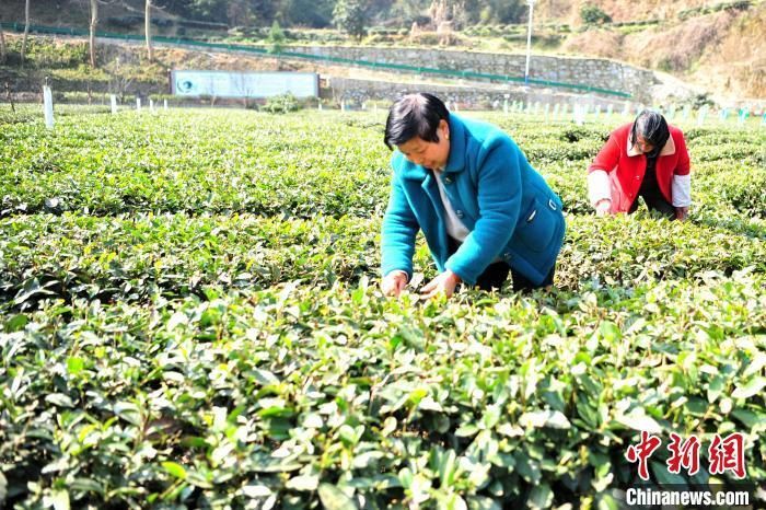 有关于三峡坝区早市茶开园 茶旅融合渐入佳境的消息(2)