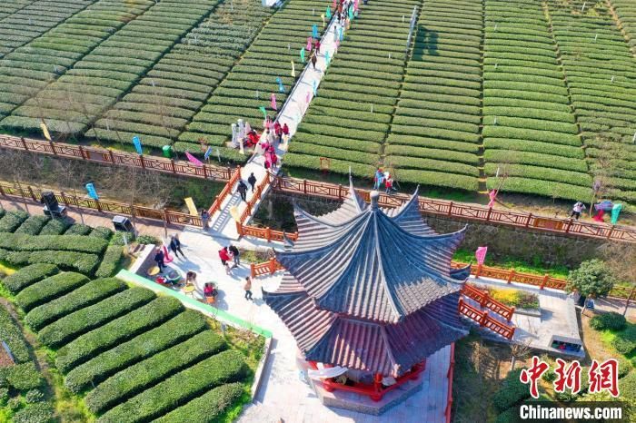 有关于三峡坝区早市茶开园 茶旅融合渐入佳境的消息(1)