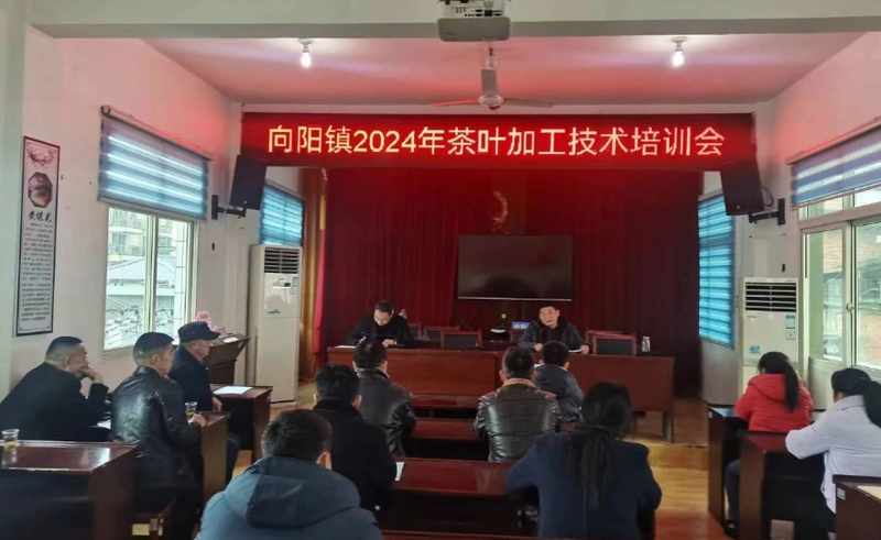 关于向阳镇开展茶叶加工技术培训推动茶产业提质增效的最新消息