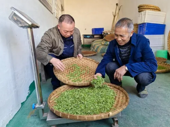 关于铜梁安溪6500亩春茶开采的相关信息(1)