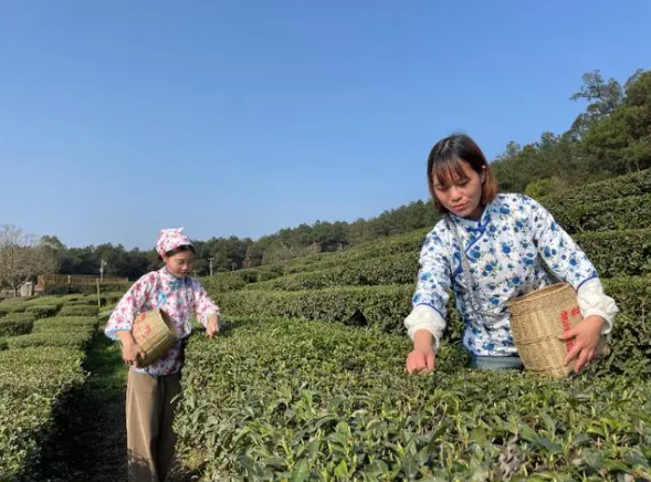 关于铜梁安溪6500亩春茶开采的相关信息(3)
