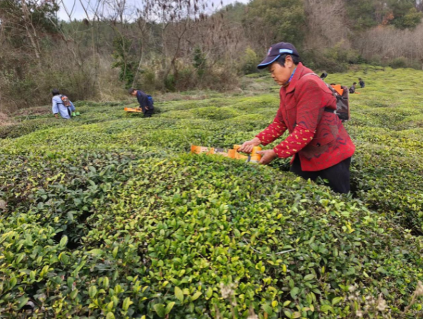 关于休宁县商山镇：全面打响春茶生产“准备战”的相关信息
