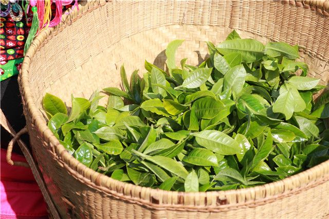 有关于普洱春茶2024年各大茶山毛料参考价格的消息(5)