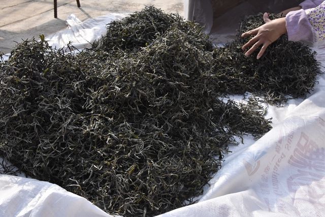 有关于普洱春茶2024年各大茶山毛料参考价格的消息(6)